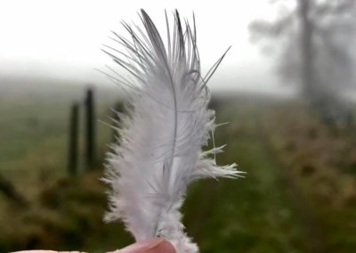 a white feather