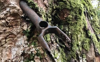 The Bicycle Tree of Brig o’ Turk