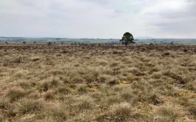 Flanders Moss, Carse of Stirling