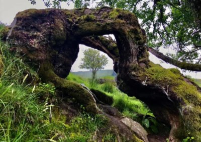 Gnarly tree covered in moss