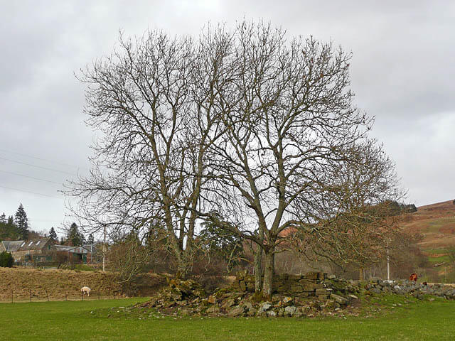 pile of rubble with a tree growing out of it. Used to be a small castle.